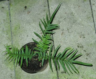 Pépinière Palmaris Pteris vittata