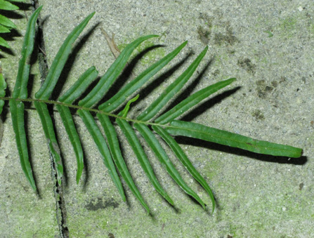 Pépinière Palmaris Pteris vittata