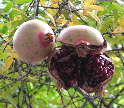 Pépinière Palmaris Punica granatum