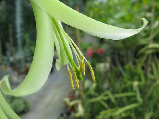 Pépinière Palmaris Puya mirabilis