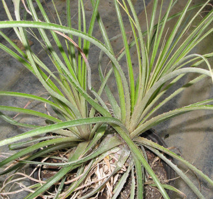 Pépinière Palmaris Puya mirabilis