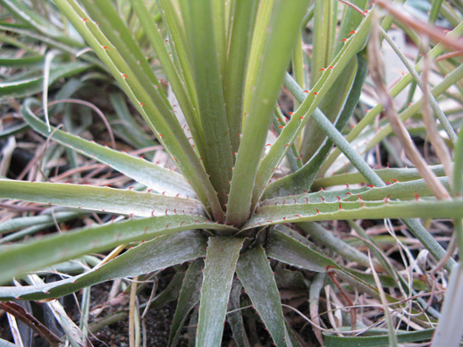 Pépinière Palmaris Puya mirabilis