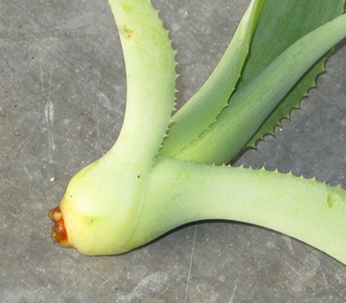 Bulbille d'Agave braceana