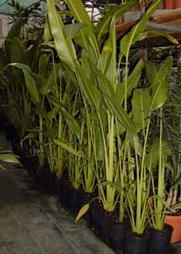 Pépinière Palmaris Ravenala madagascariensis