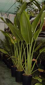 Pépinière Palmaris Ravenala madagascariensis