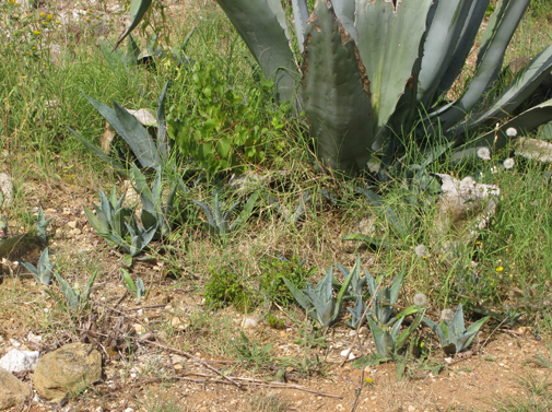 Clone d'Agave americana