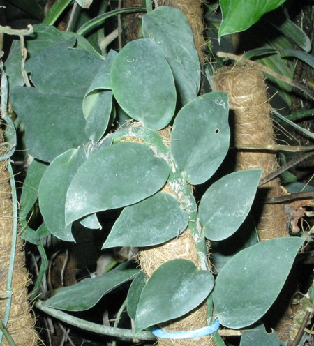 Pépinière Palmaris  Rhaphidophora hongkongensis