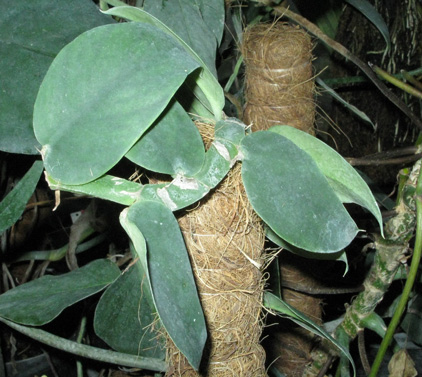 Pépinière Palmaris  Rhaphidophora hongkongensis