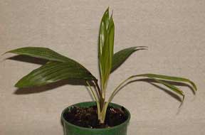 Pépinière Palmaris Rhopalostylis baueri