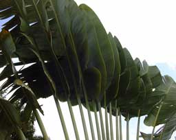 Pépinière Palmaris Ravenala madagascariensis