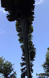 Pépinière Palmaris Ravenala madagascariensis