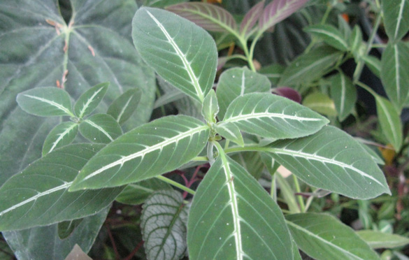 Pépinière Palmaris Ruellia makoyana