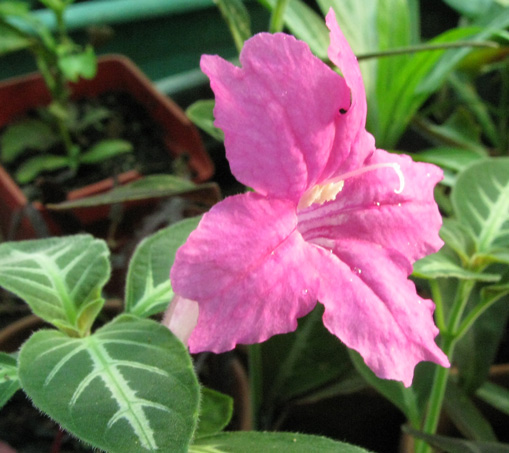 Pépinière Palmaris Ruellia makoyana