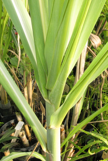 Pépinière Palmaris Saccharum officinarum