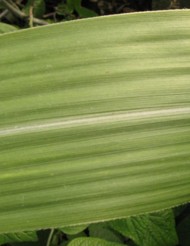 Pépinière Palmaris Saccharum officinarum