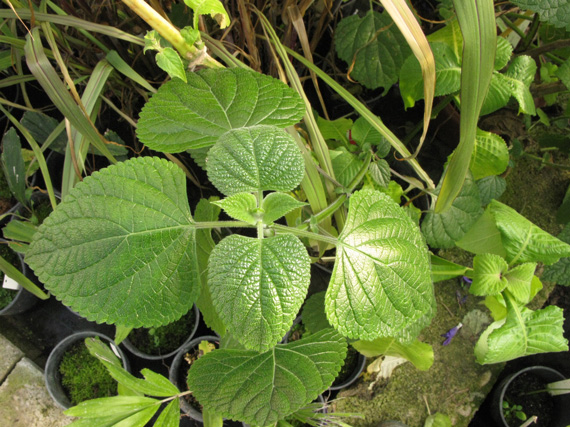 Pépinière Palmaris Salvia guaranitica Purple splendour