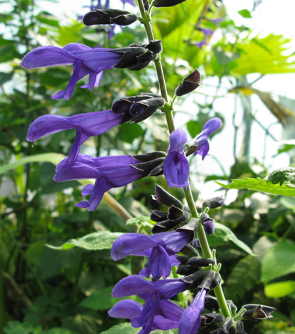 Pépinière Palmaris Salvia guaranitica Argentine skies