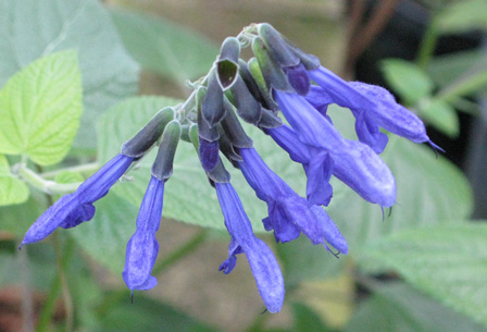 Pépinière Palmaris Salvia guaranitica Argentine skies