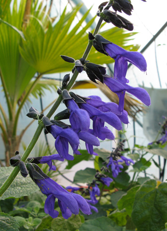 Pépinière Palmaris Salvia guaranitica Argentine skies