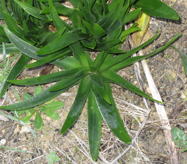 Pépinière Palmaris Scilla peruviana