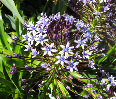 Pépinière Palmaris Scilla peruviana