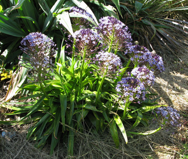 Pépinière Palmaris Scilla peruviana