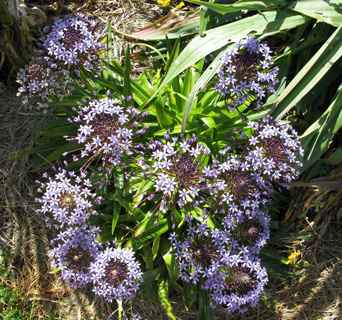 Pépinière Palmaris Scilla peruviana