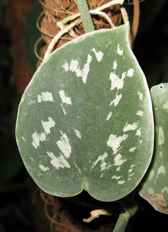 Pépinière Palmaris  Scindapsus argyropictus