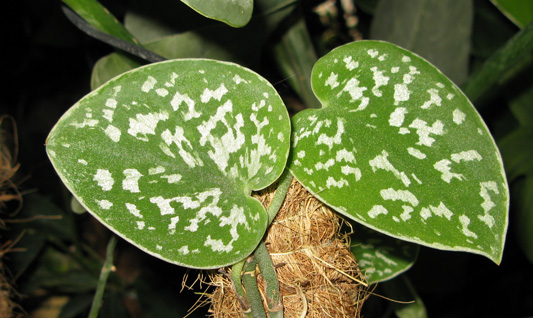 Pépinière Palmaris  Scindapsus argyropictus