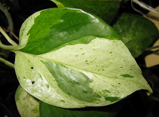 Pépinière Palmaris  Scindapsus aureus "Marble Queen"