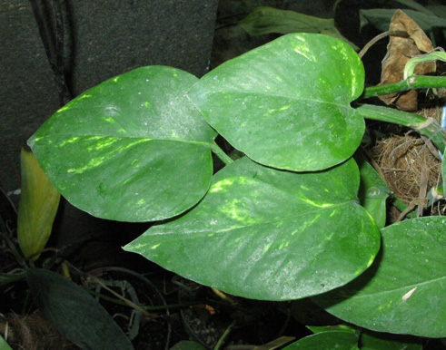 Pépinière Palmaris  Scindapsus aureus variegatus