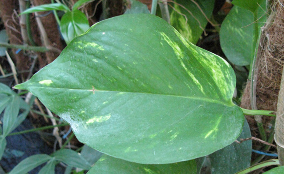 Pépinière Palmaris  Scindapsus aureus variegatus