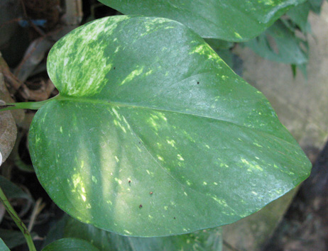 Pépinière Palmaris  Scindapsus aureus variegatus