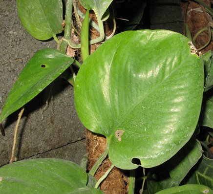 Pépinière Palmaris  Scindapsus aureus