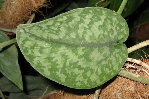 Pépinière Palmaris  Scindapsus rupestris siamensis