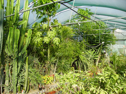 Pépinière Palmaris production agaves et palmiers