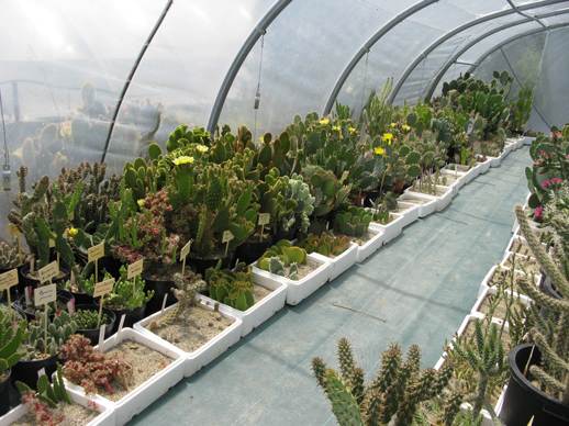 Pépinière Palmaris production agaves et palmiers