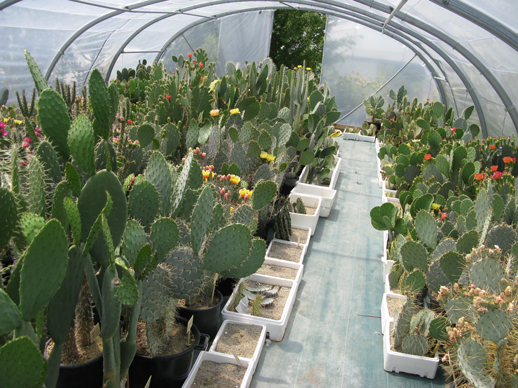 Pépinière Palmaris production agaves et palmiers