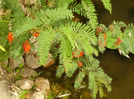 Pépinière Palmaris Sesbania punicea