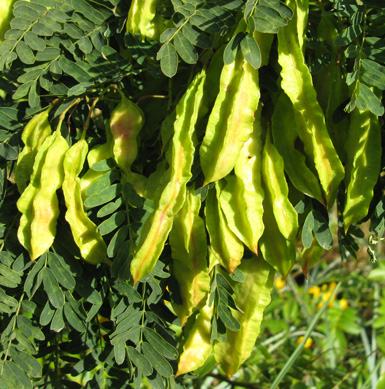 Pépinière Palmaris Sesbania punicea