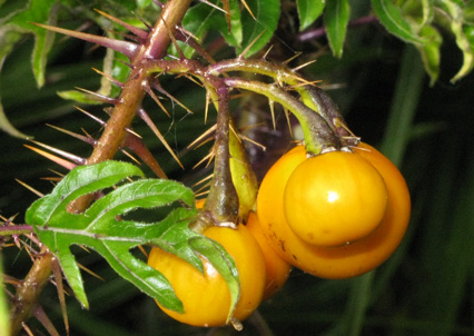 Pépinière Palmaris Solanum atropurpureum