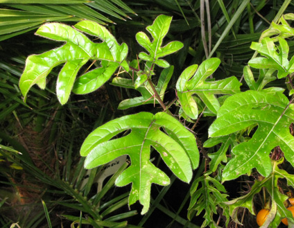 Pépinière Palmaris Solanum atropurpureum