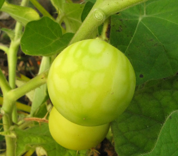 Pépinière Palmaris Solanum khasianum