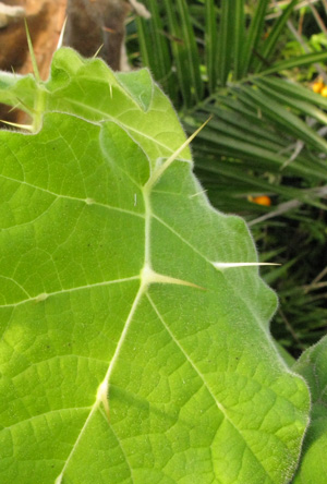 Pépinière Palmaris Solanum khasianum