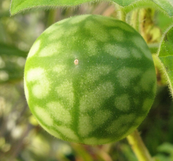 Pépinière Palmaris Solanum khasianum