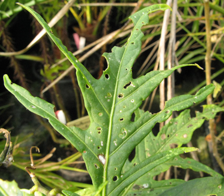 Pépinière Palmaris Solanum laciniatum