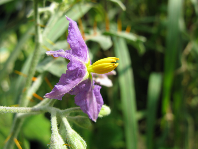 Pépinière Palmaris Solanum pyracanthum