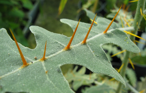 Pépinière Palmaris Solanum pyracanthum