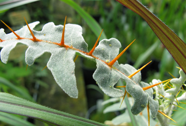 Pépinière Palmaris Solanum pyracanthum