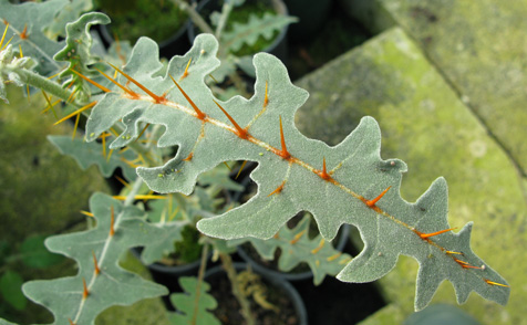 Pépinière Palmaris Solanum pyracanthum